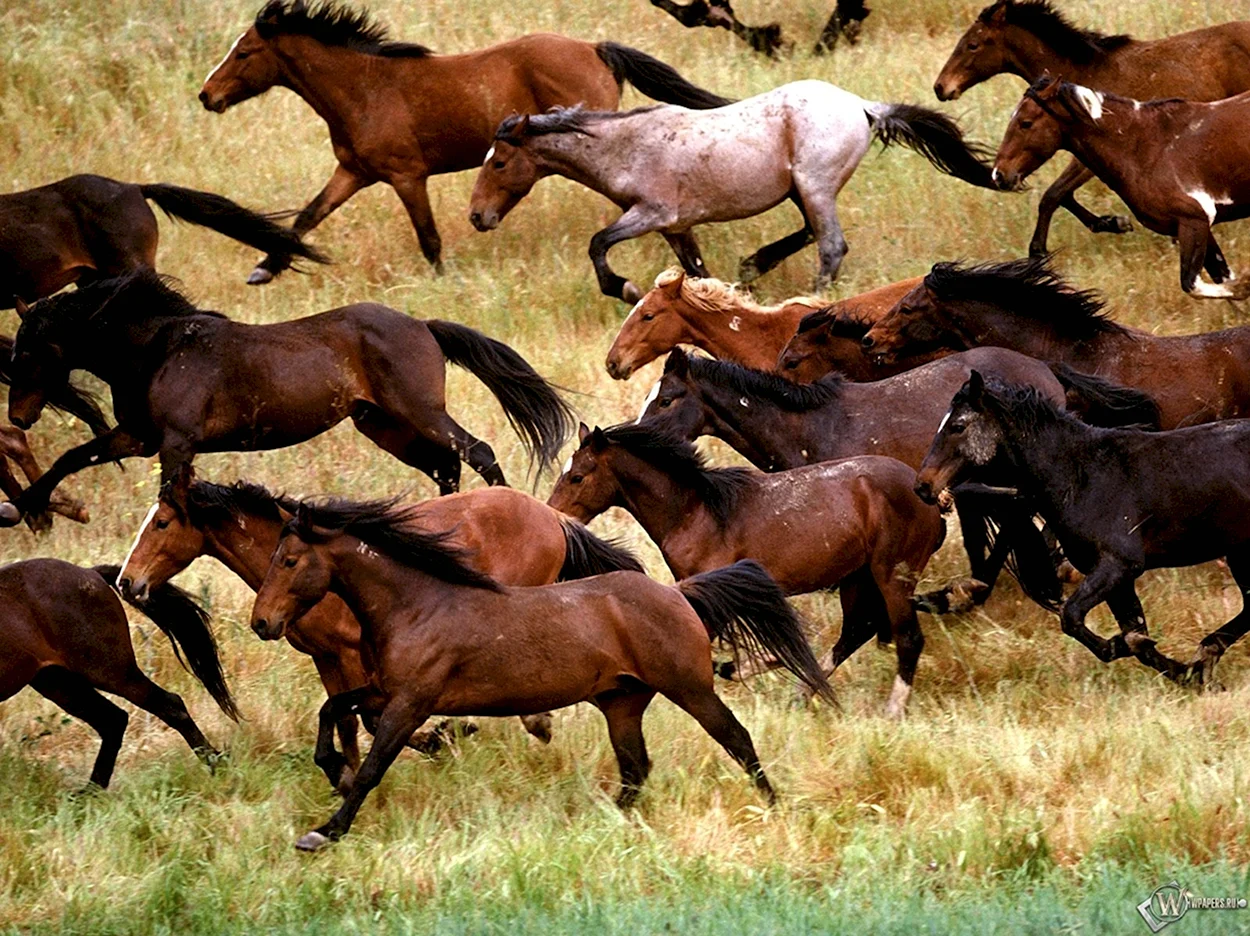 Табун диких лошадей в прерии 50 плюс. Красивое животное