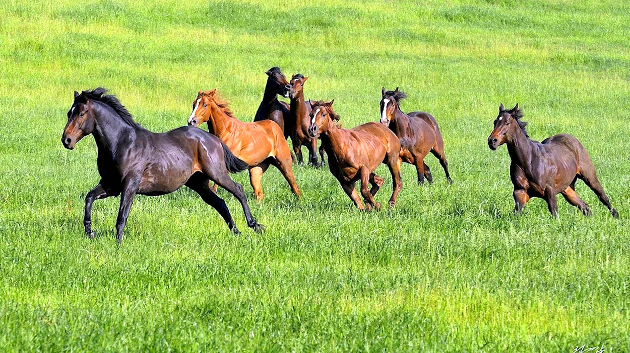 Табун лошадей Калмыкия степь. Красивое животное
