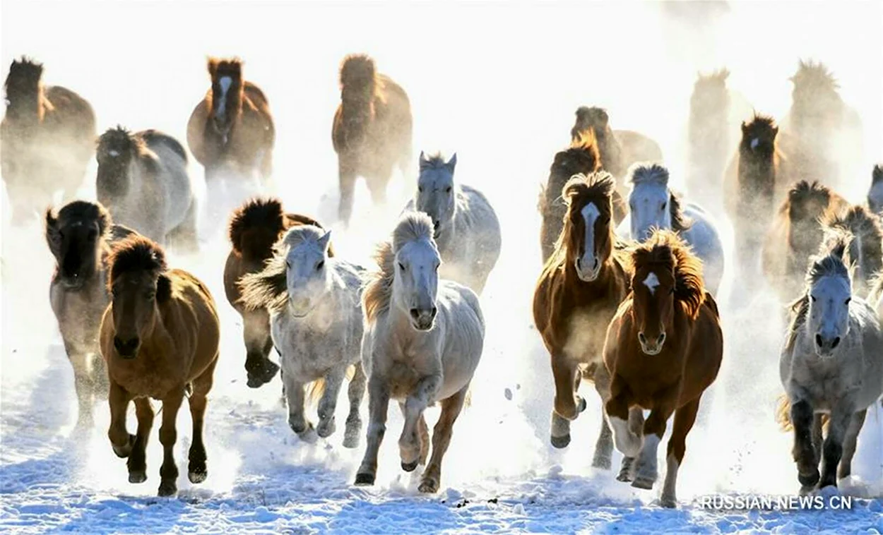 Табун лошадей Монголия Монголия. Красивое животное
