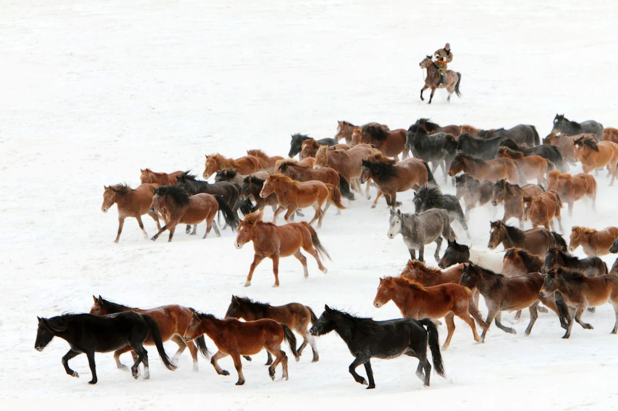 Табун лошадей Монголия Монголия. Красивое животное