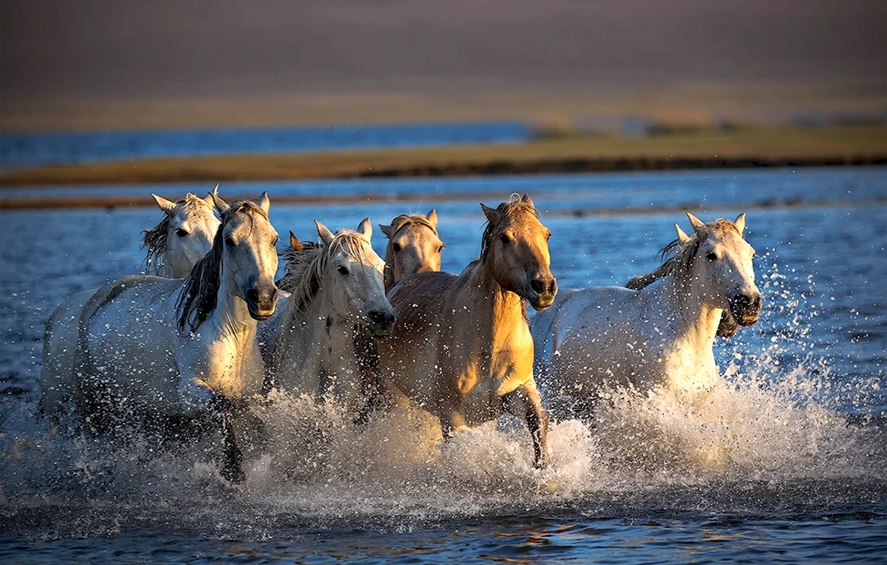 Табун лошадей в воде. Красивое животное