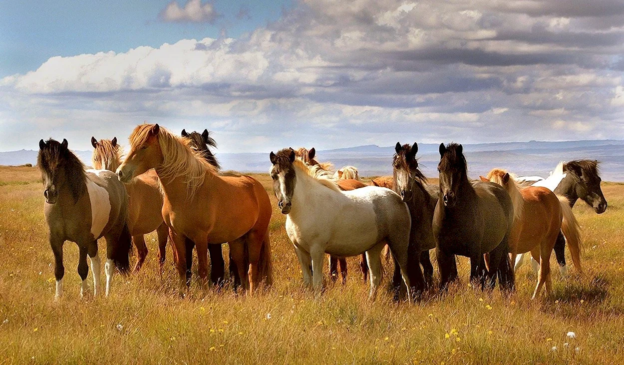 Табуны лошадей мугаджарской породы. Красивое животное