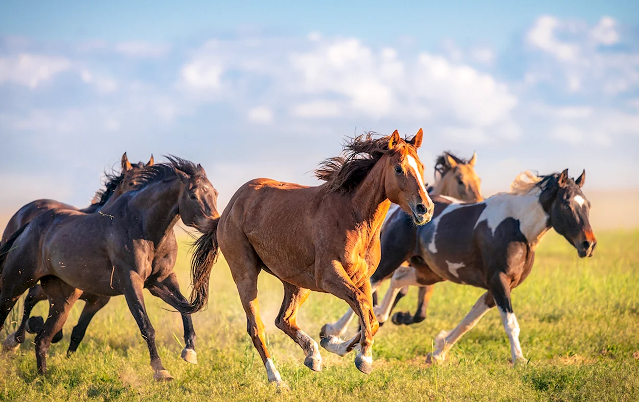 Табуны лошадей в степях Казахстана. Красивое животное