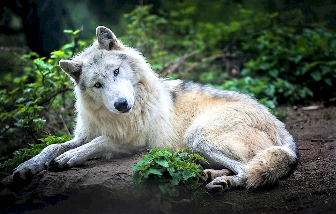 Таёжный волк. Красивые картинки животных