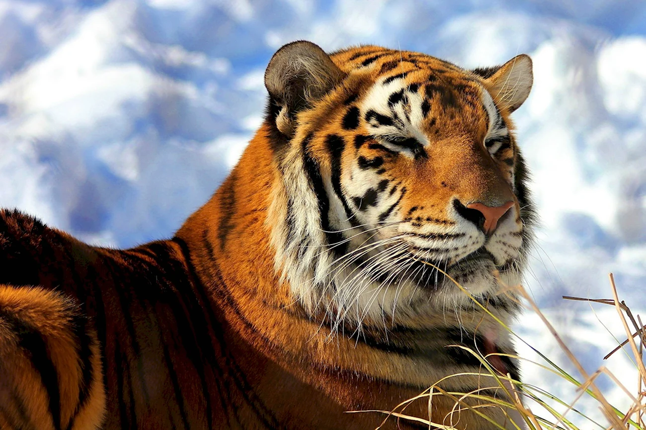 Тайгер тигр. Красивая картинка