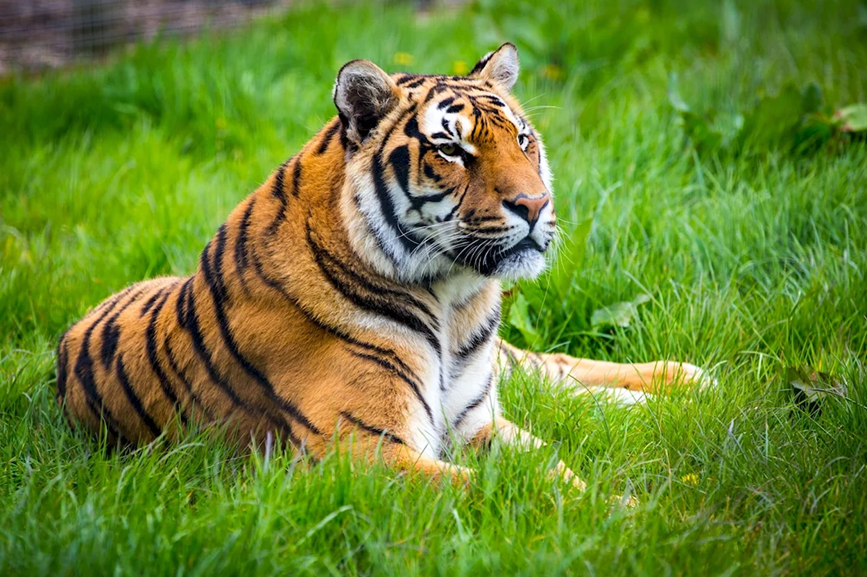 Тайгер тигр. Красивое животное