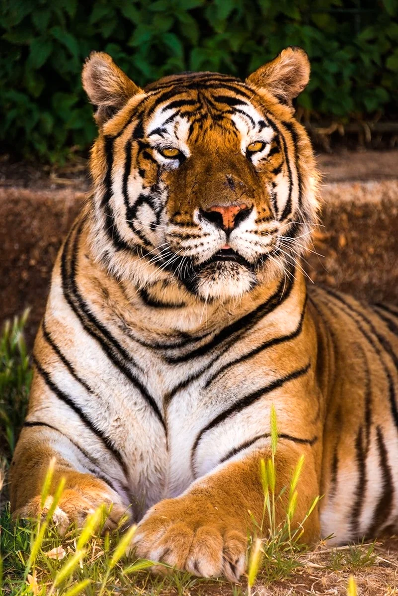 Тайгер тигр. Красивое животное