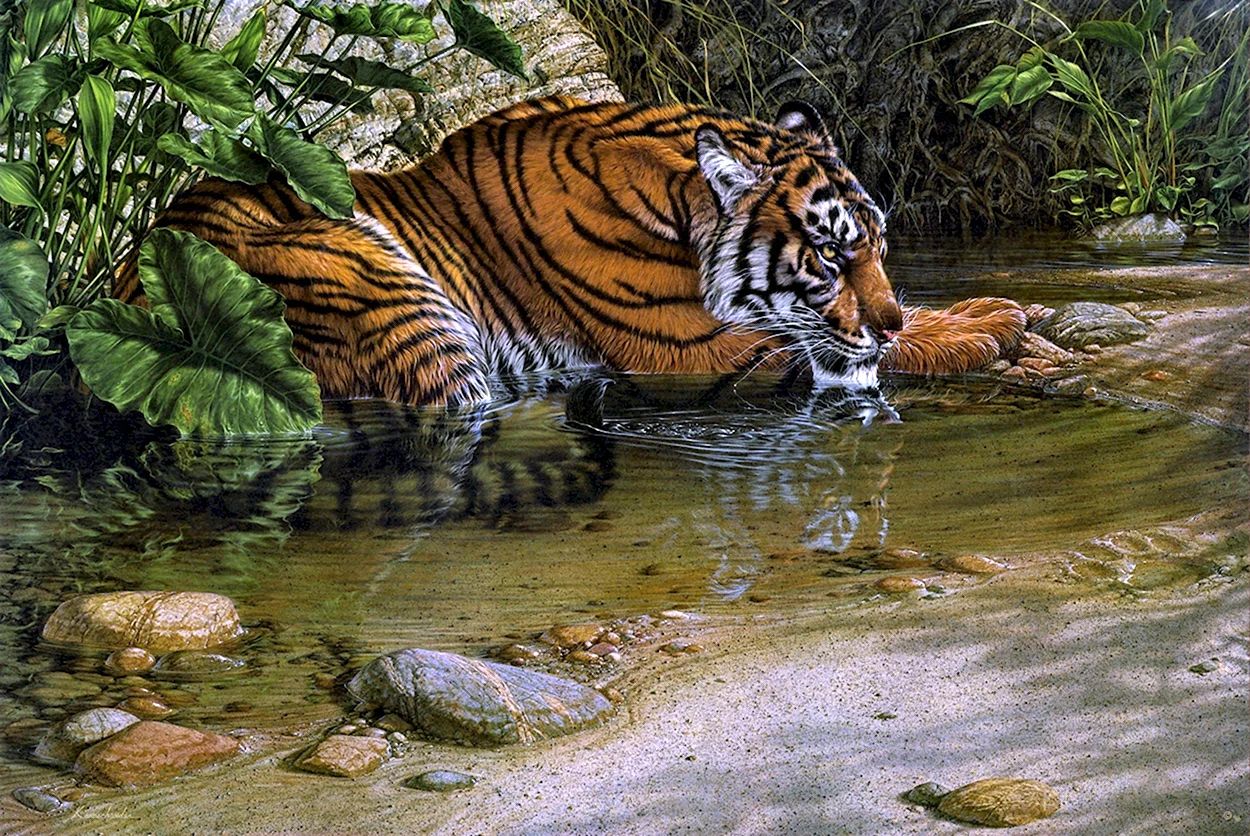 Тайгер тигр в джунглях. Красивое животное