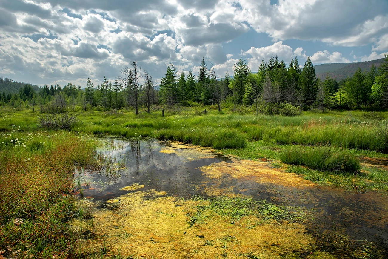 Тахтинское болото России. Картинка