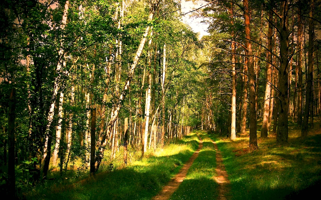 Тамбовский хвойный лес. Красивая картинка