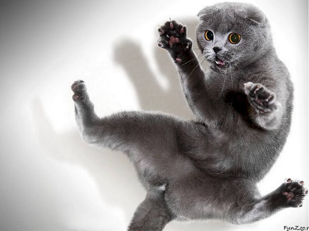 Танцующий британский кот. Красивое животное