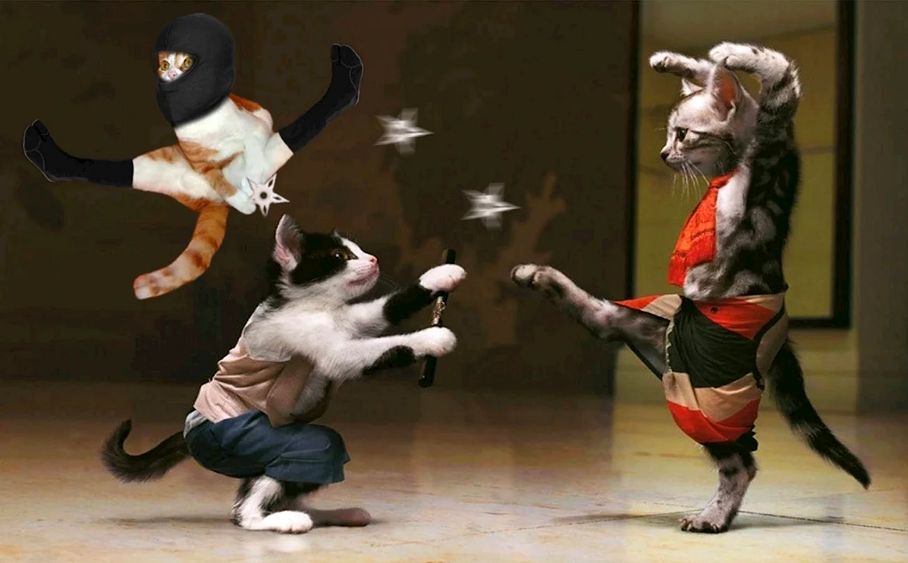 Танцующий кот. Прикольная картинка
