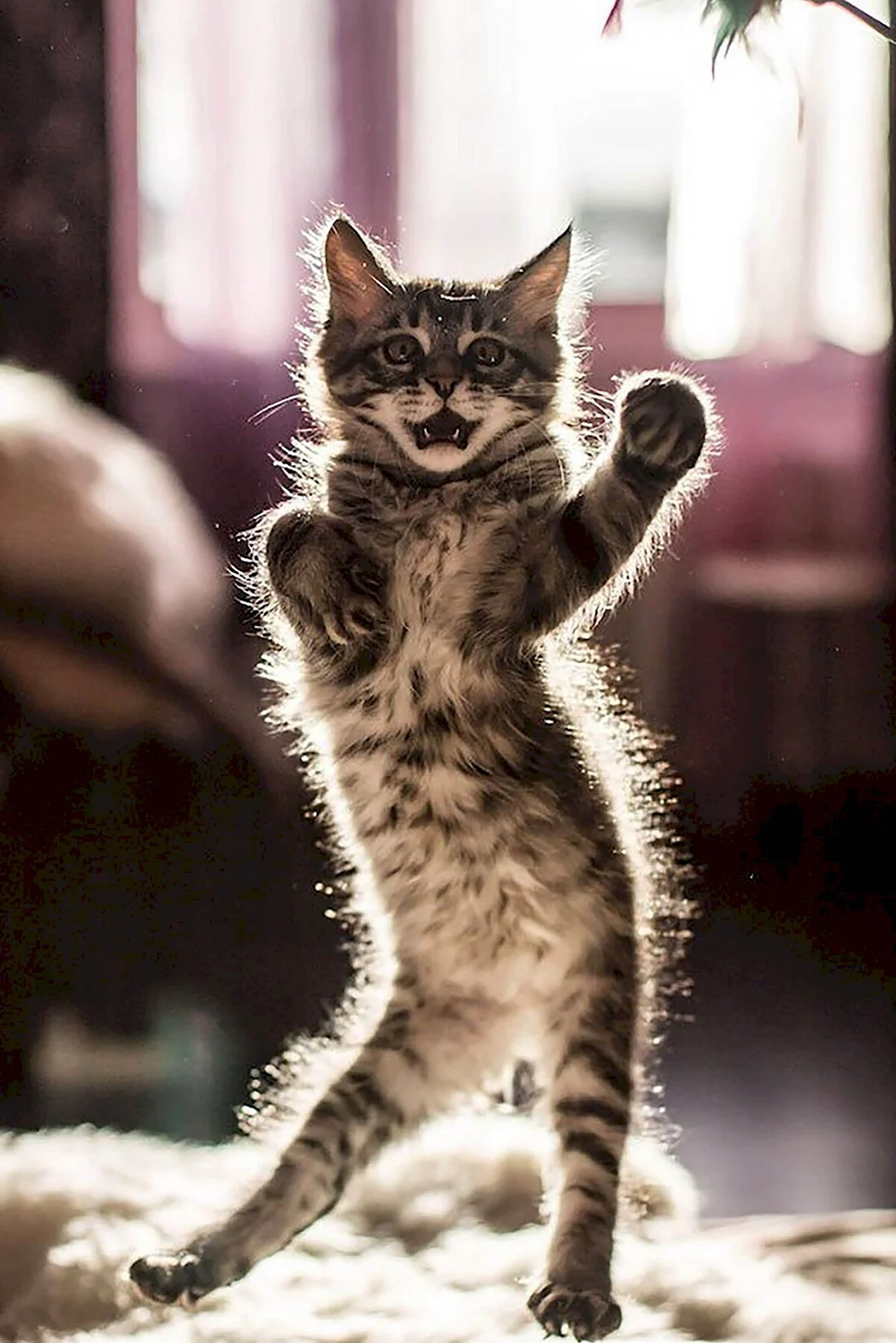 Танцующий кот. Красивые картинки животных