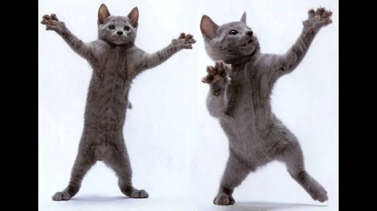 Танцующий кот. Картинка