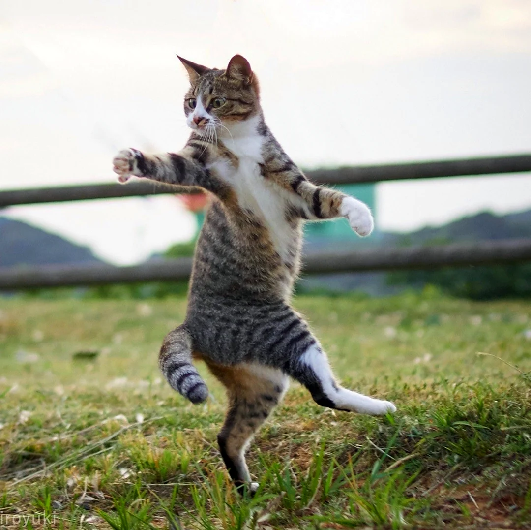 Танцующий кот. Картинка