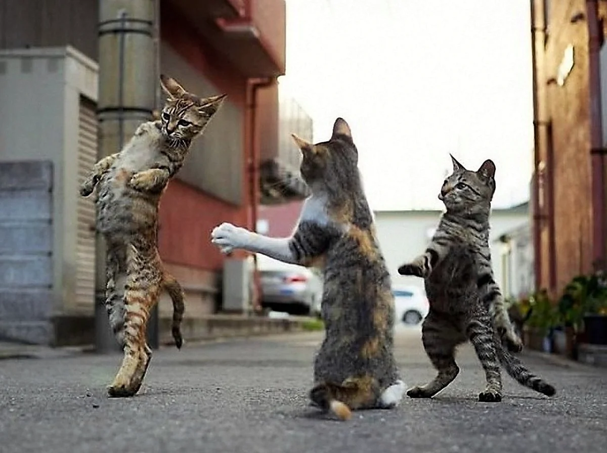 Танцующий кот. Красивое животное