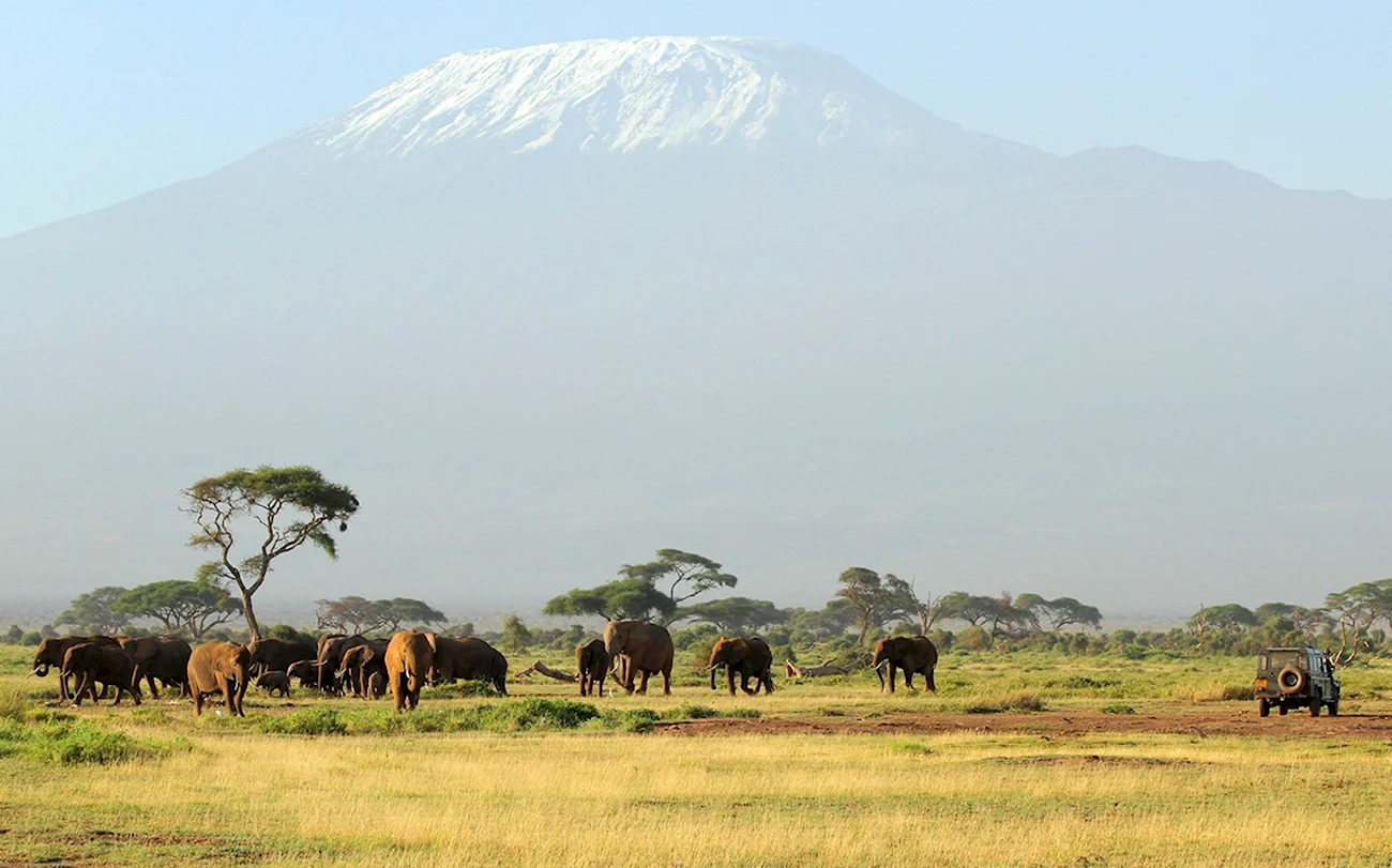 Танзания сафари Килиманджаро. Картинка