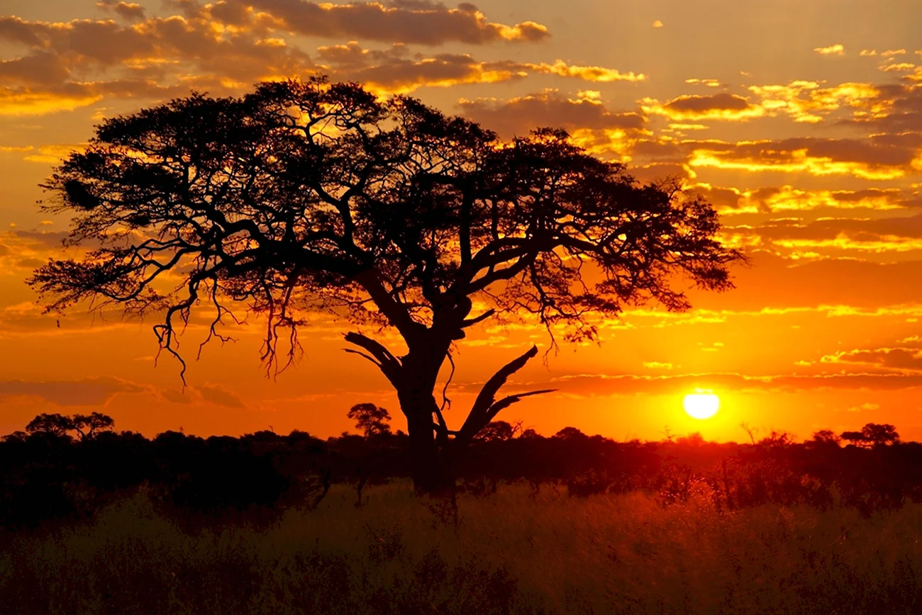 Танзания сафари закат. Картинка