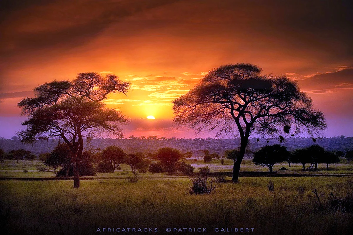 Танзания Саванна. Картинка