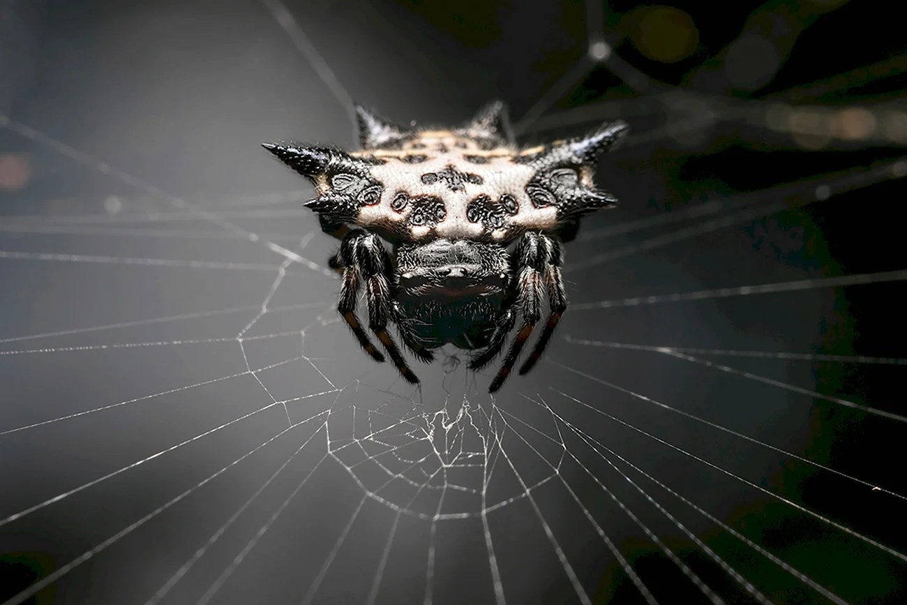 Таратект паук. Картинка