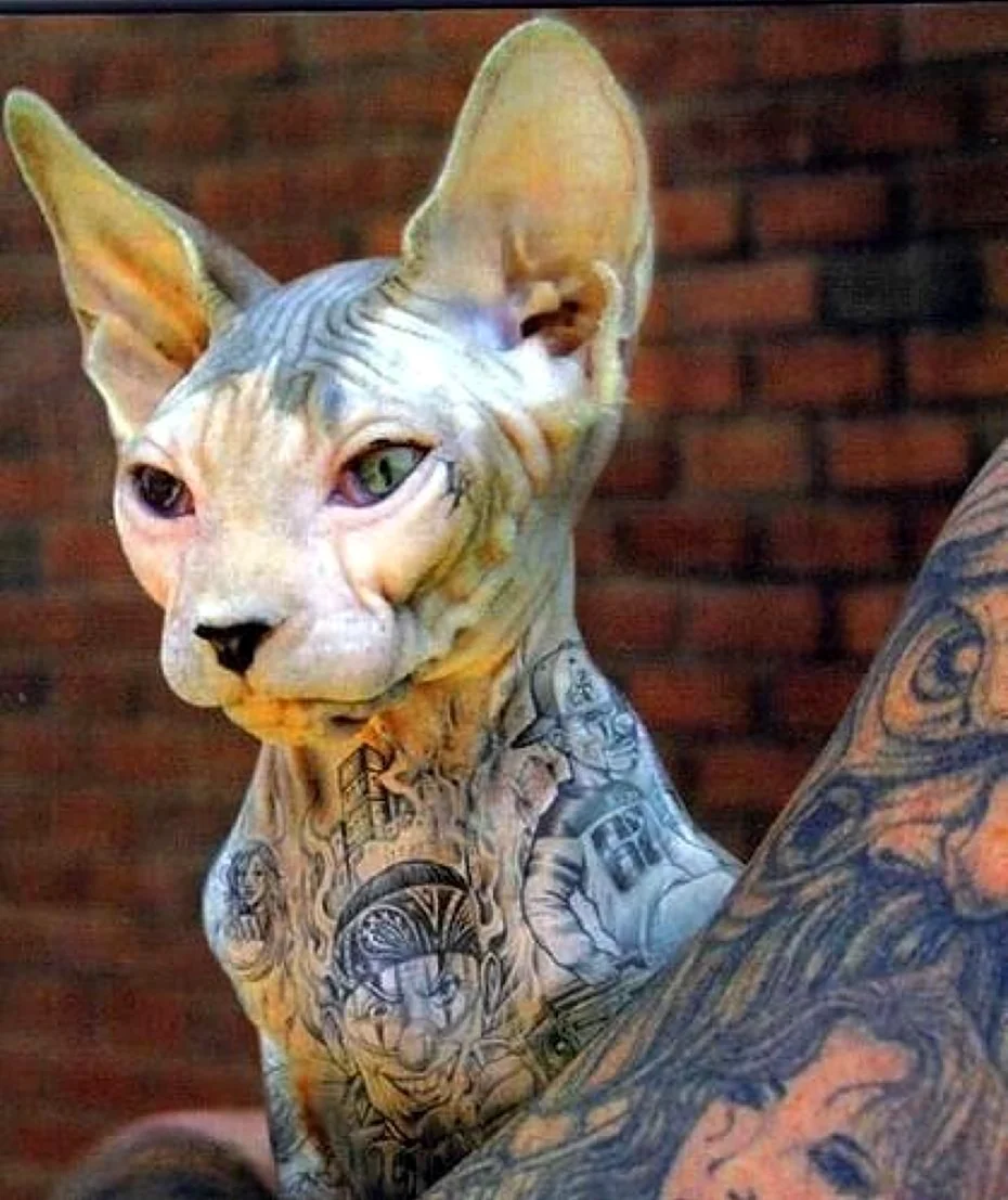 Татуированный сфинкс Бесс. Красивое животное