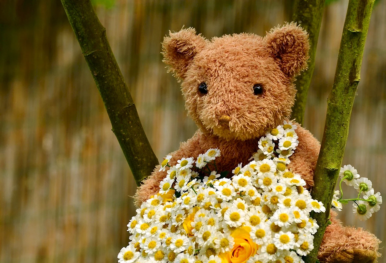Тедди Беар цветы. Картинка