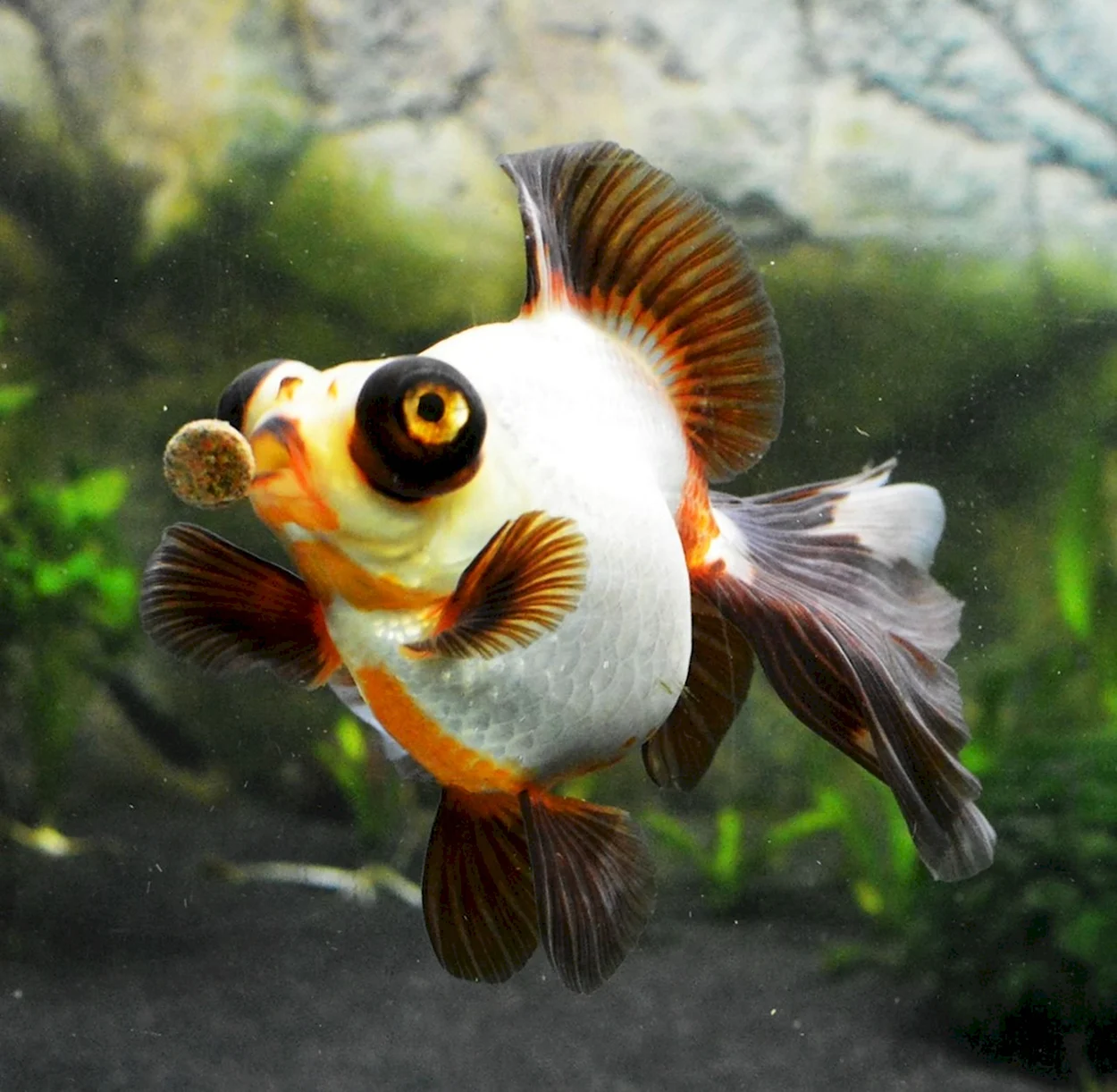 Телескопик рыбка аквариумная. Красивое животное