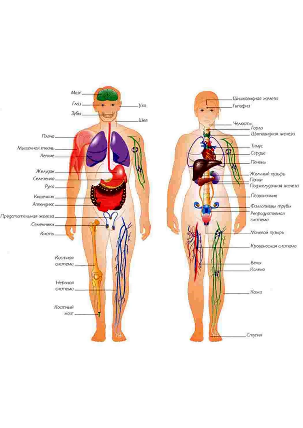 Тело человека органы расположение. Картинка