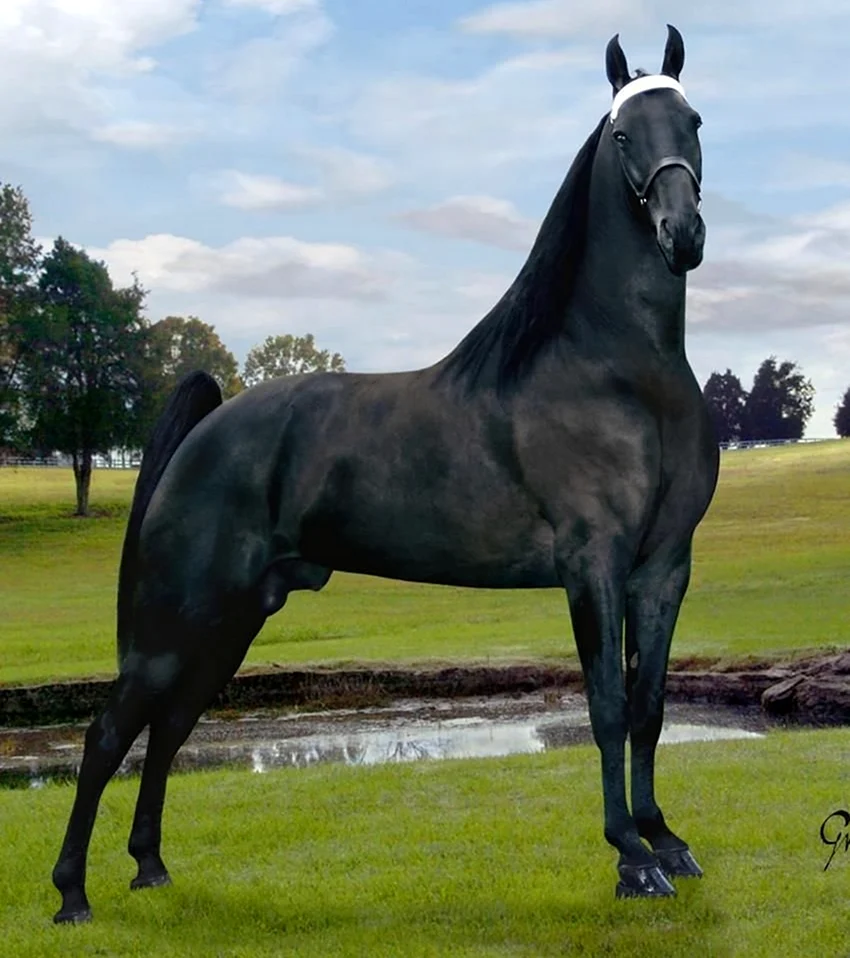 Теннесси Уокер лошадь. Красивое животное