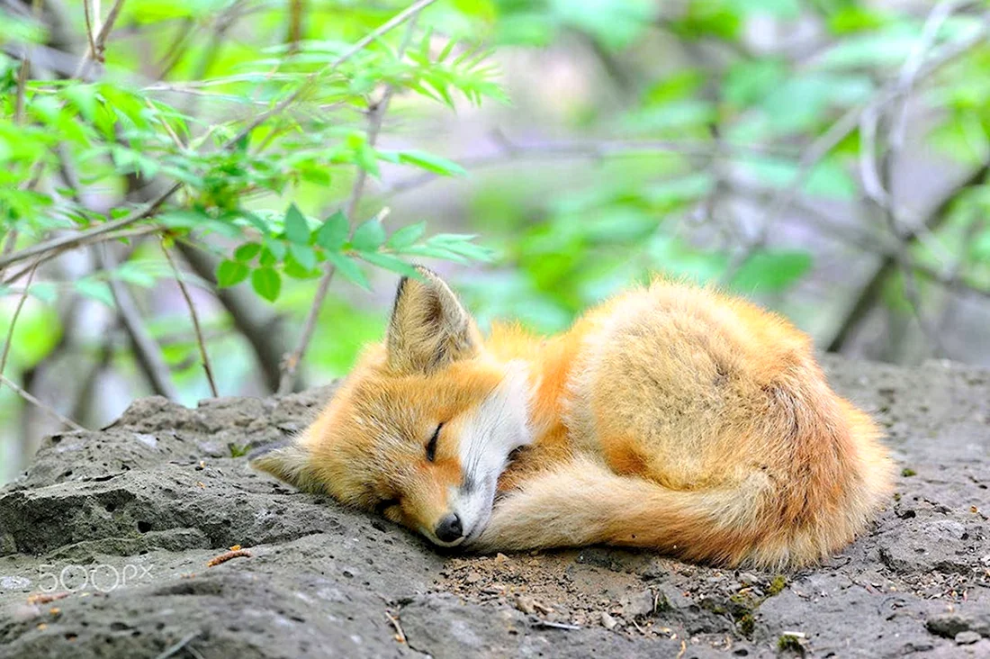 Тевмесская лисица. Красивые картинки животных