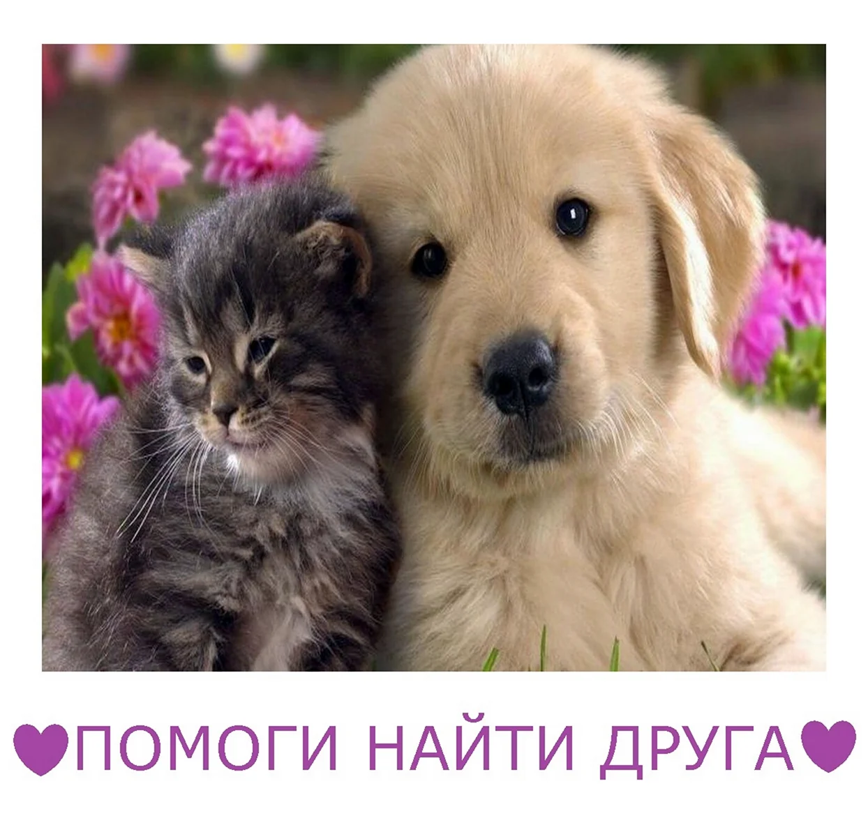 Thomas Cat and Dog. Поздравление