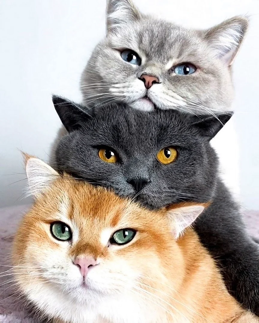 Three Cats. Красивые картинки животных