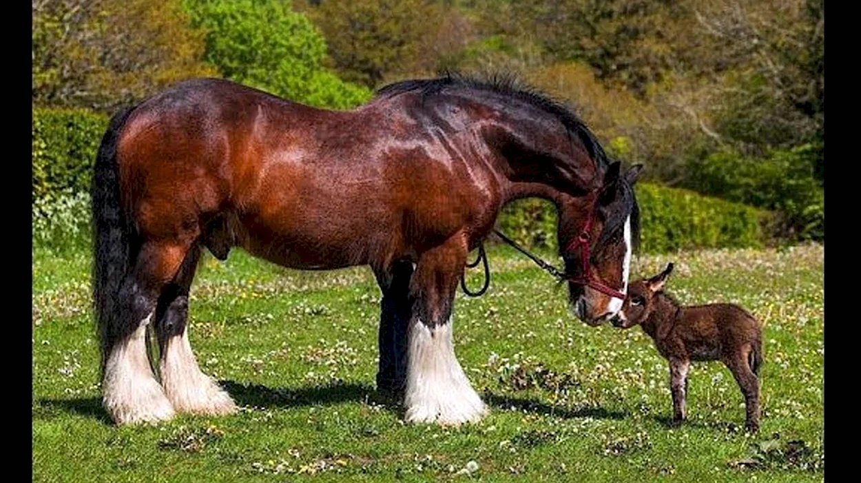 Тяжеловоз Самсон лошадь. Красивое животное