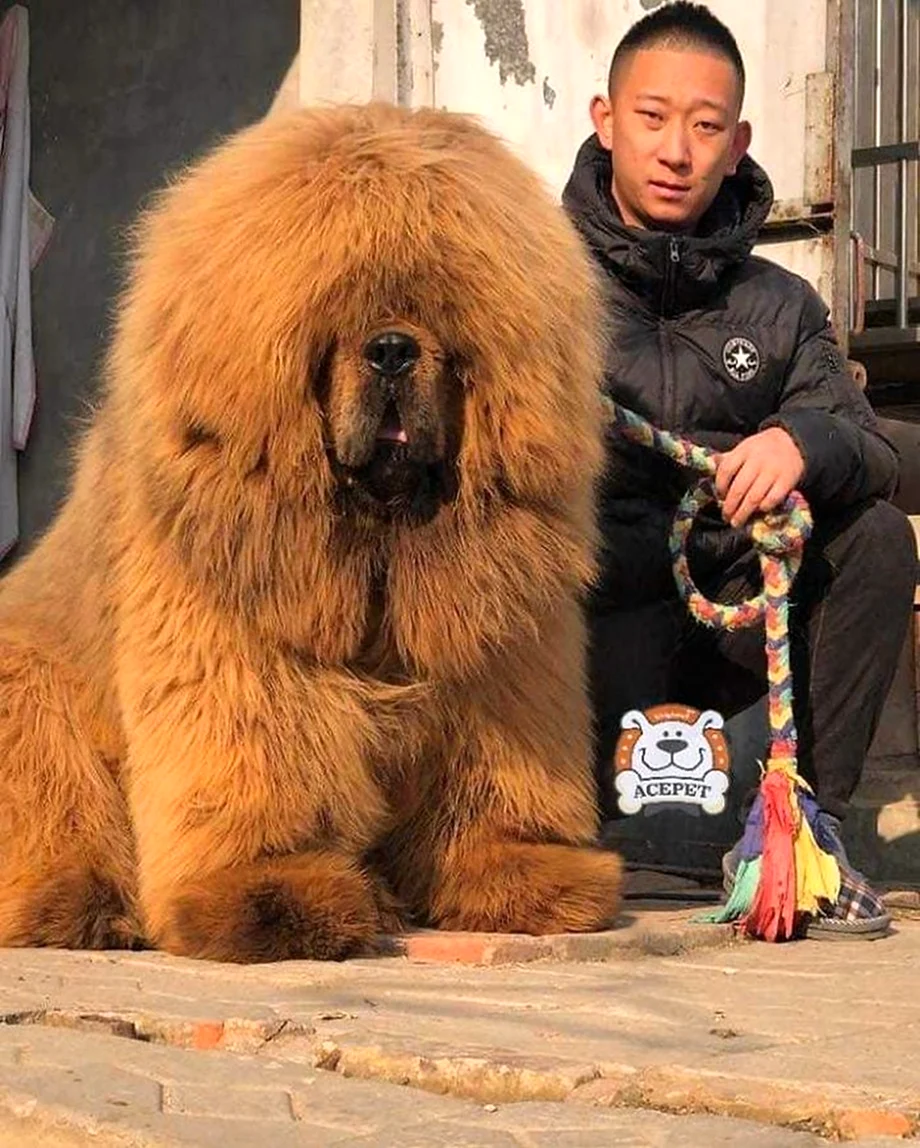 Тибетский мастиф. Красивое животное