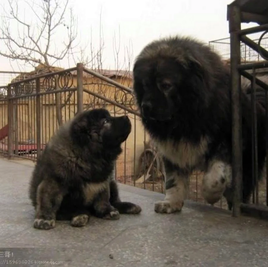 Тибетский мастиф и волкодав. Красивое животное