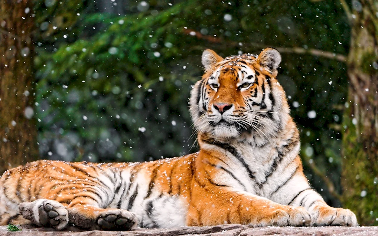 Тигр. Красивое животное