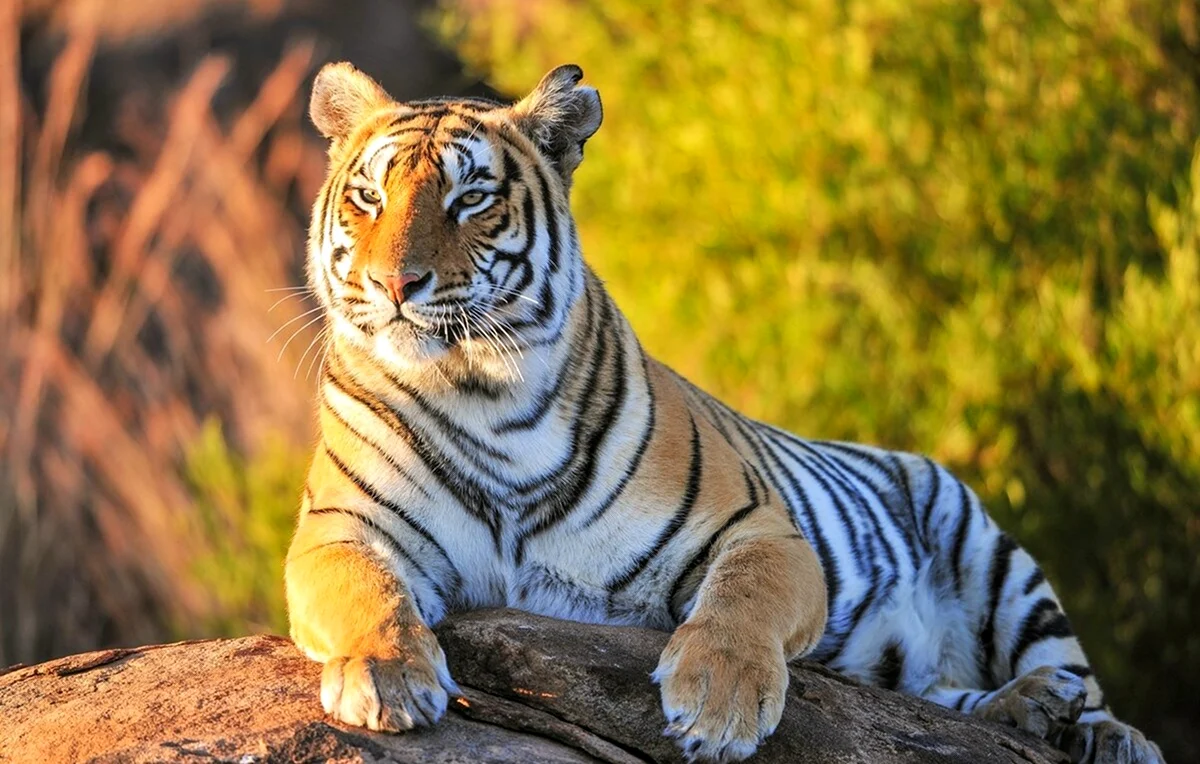 Тигр. Красивое животное