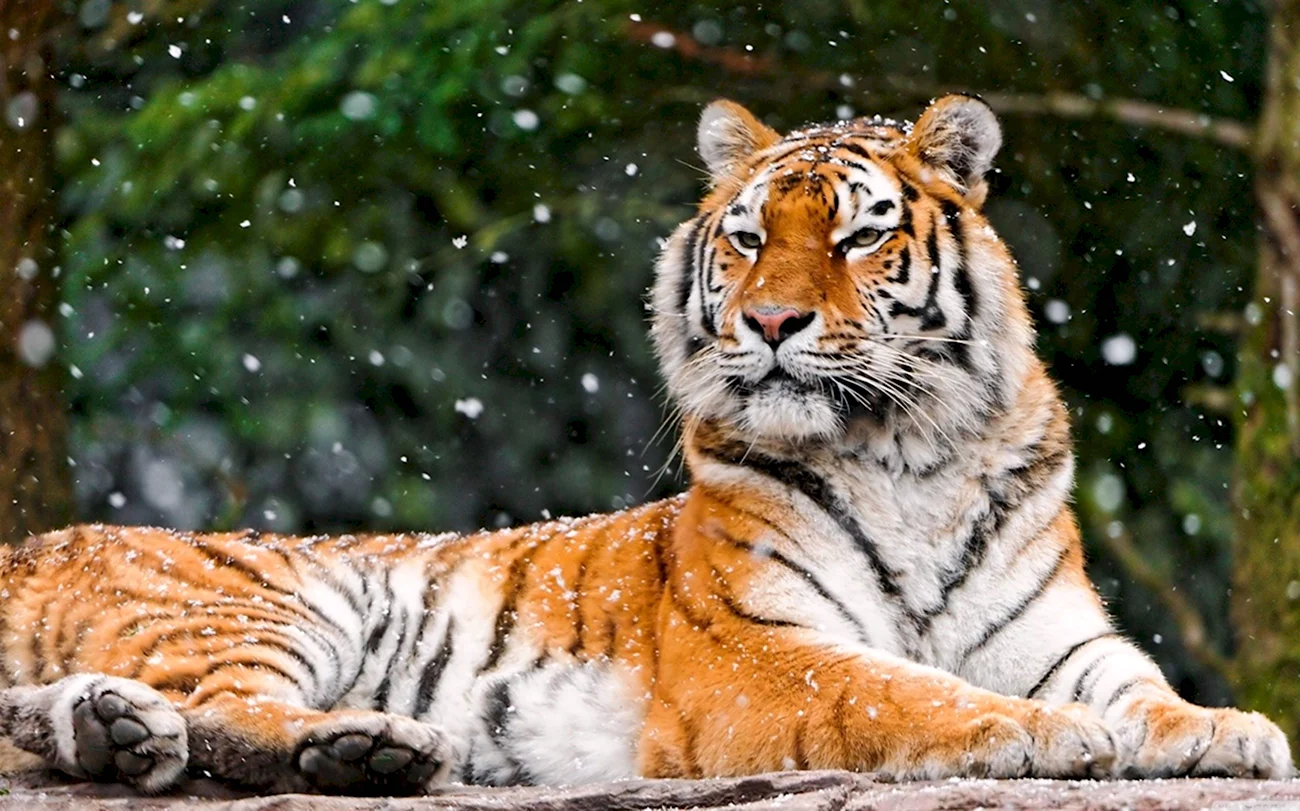 Тигр. Красивая картинка