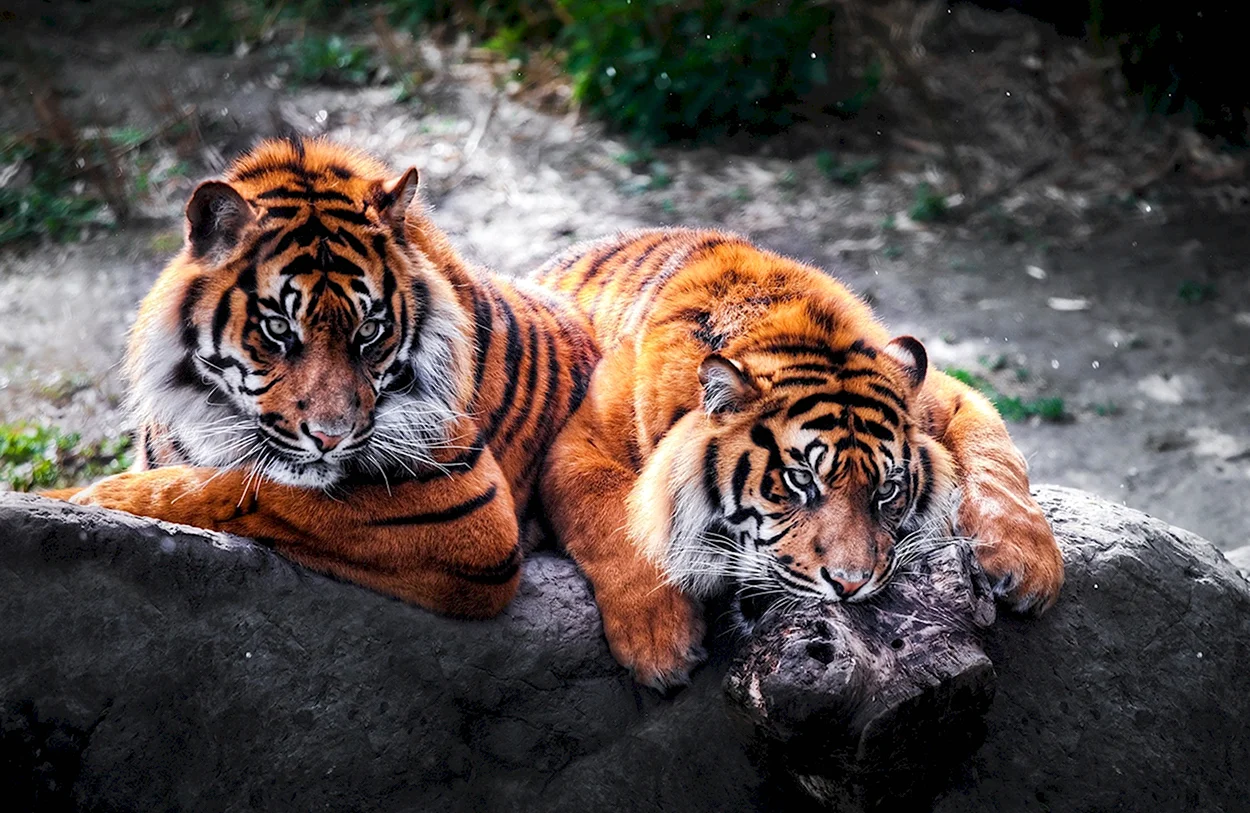 Тигр 4к. Красивое животное