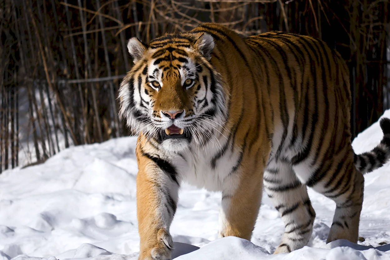 Тигр Дальневосточный Амурский. Красивое животное