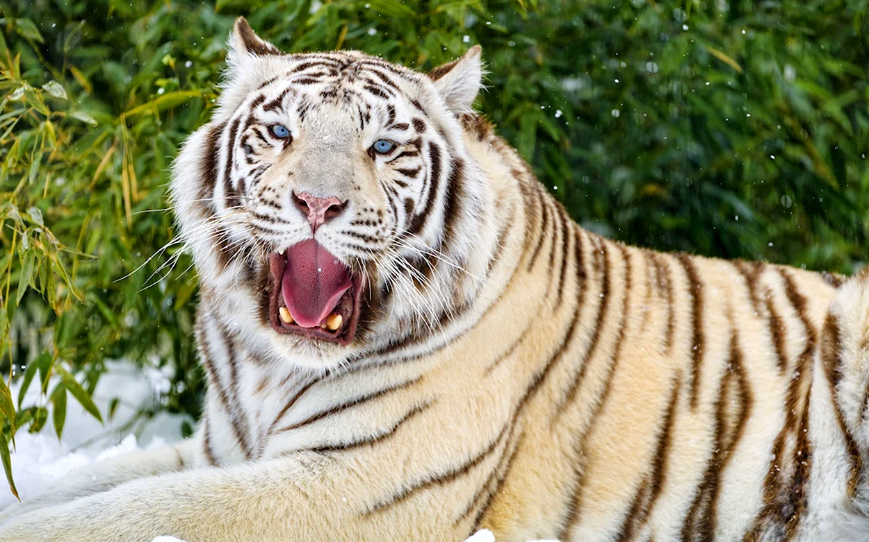 Тигр фото. Красивое животное