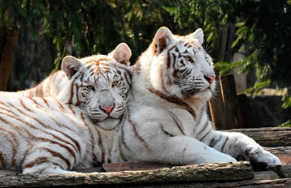 Тигр и тигрица. Картинка