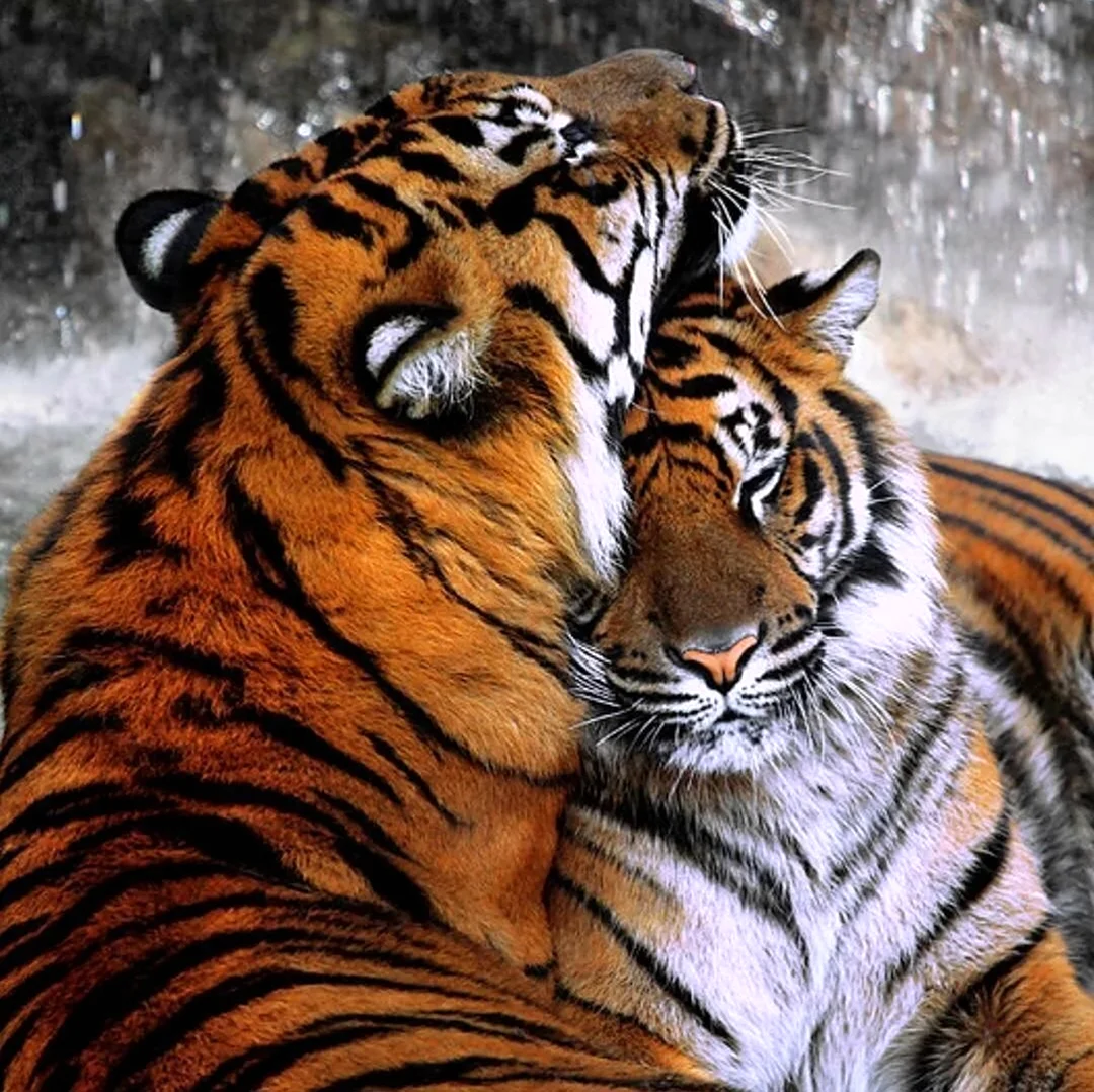 Тигр и тигрица. Красивое животное
