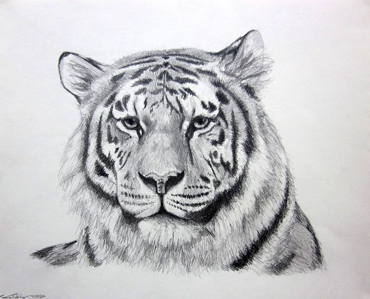 Тигр карандашом. Для срисовки