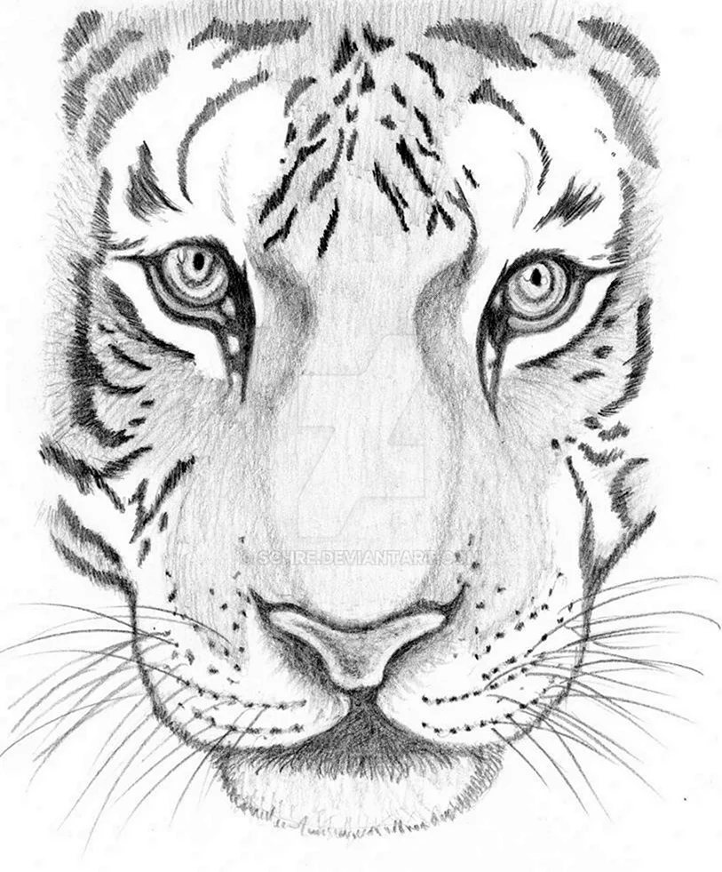 Тигр карандашом. Для срисовки