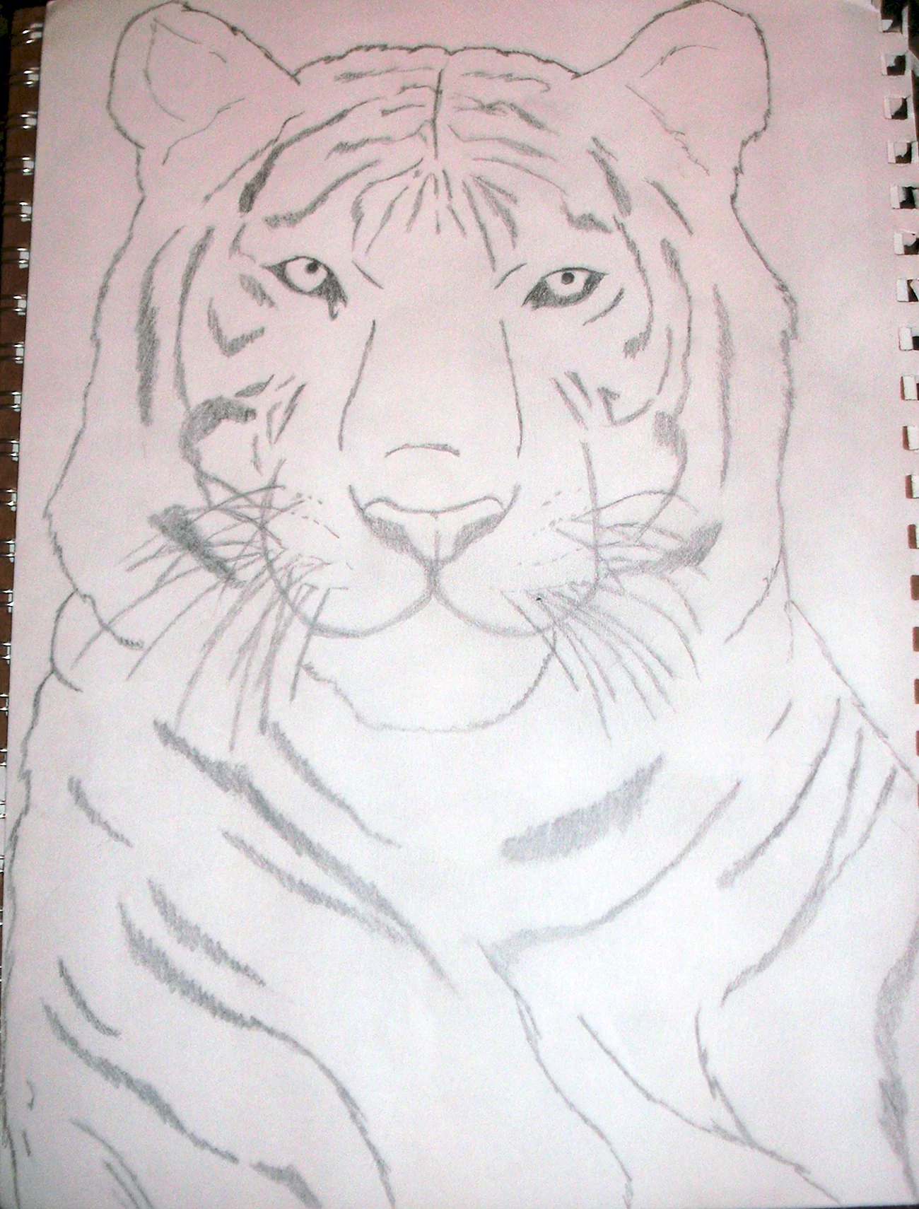 Тигр карандашом для срисовки легко. Для срисовки
