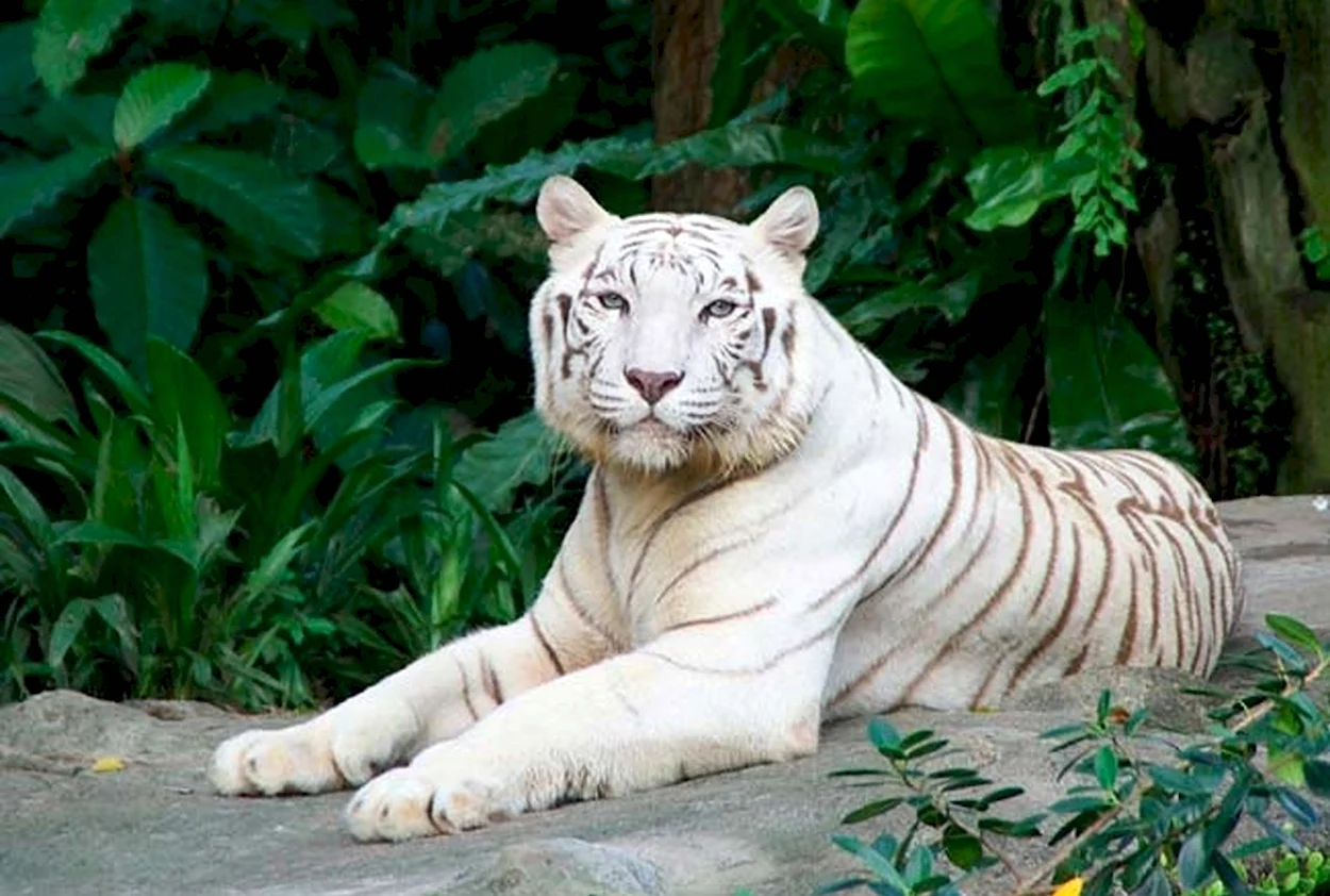 Тигр Мохан. Красивое животное