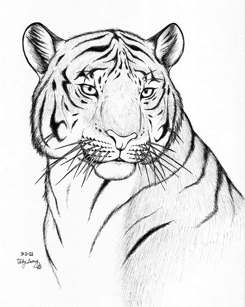 Тигр нарисовать. Для срисовки