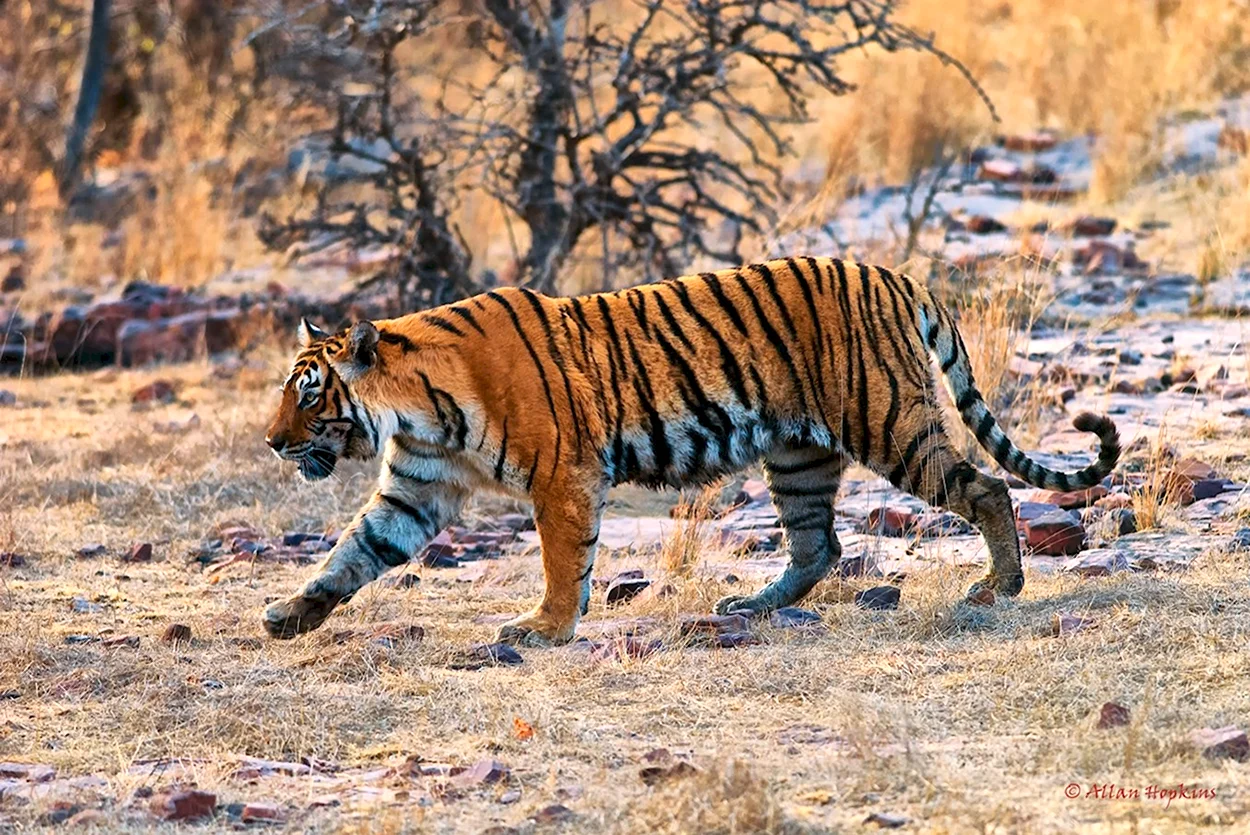 Тигр Panthera Tigris. Красивое животное
