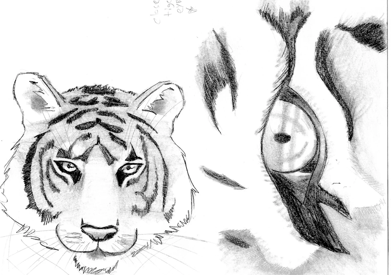Тигр рисунок для срисовки. Для срисовки